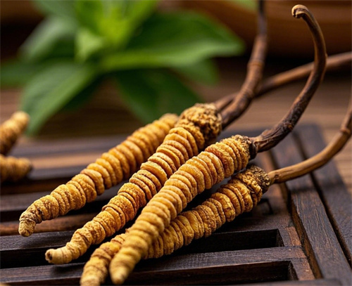 两会声音多杰热旦常委呼吁 让冬虫夏草重返“食药同源”名录