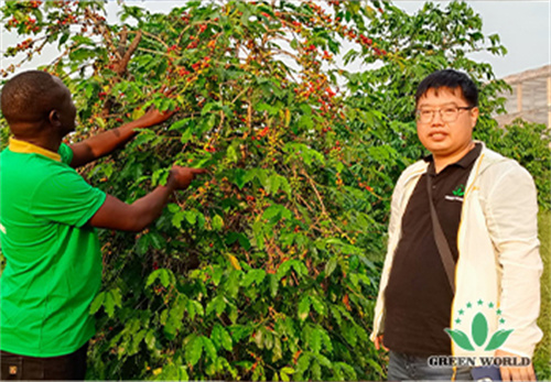 沃德绿世界国际氨基酸有机肥助力乌干达农业提质增效