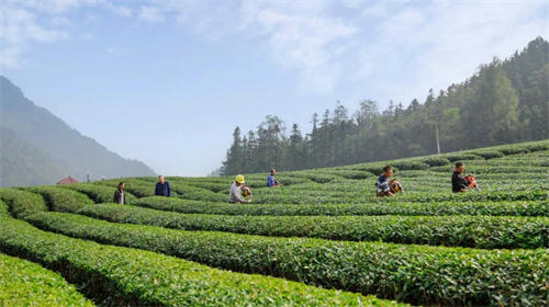 中国质量报聚焦报道理想华莱：打造中国茶产业的世界品牌