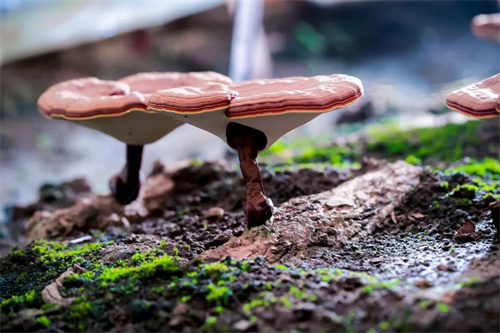 无限极主导申报的灵芝专利技术项目，喜获权威认可！