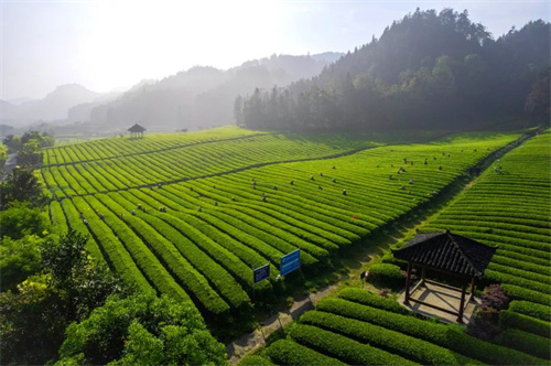 探索黑茶国际化之路 理想华莱的产业、科技与文化协同路径