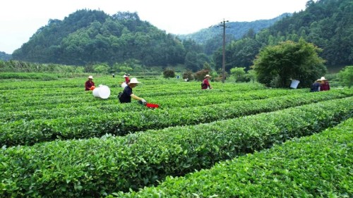 盛夏茶山绿意浓，理想华莱夏茶采收启幕